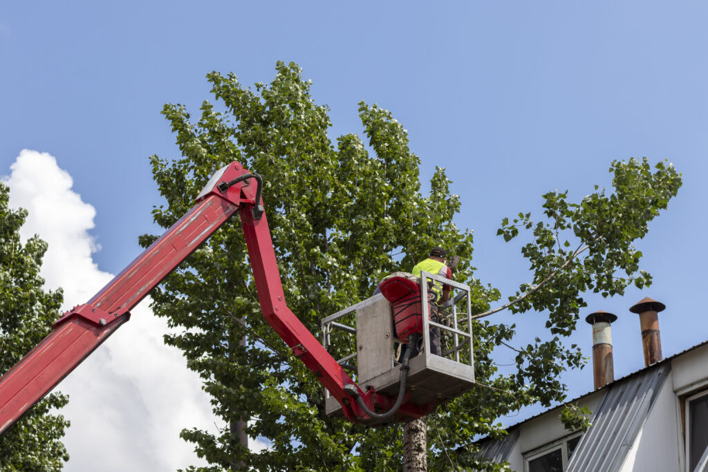 Tree service worker in bucket truck trimming tall tree with professional equipment