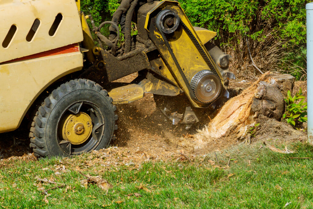 Professional stump grinding service removing tree stump from Clovis residential property