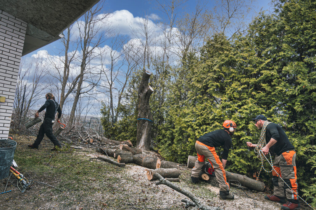 Tree removal crew working on tree near residential structure showing complexity factors