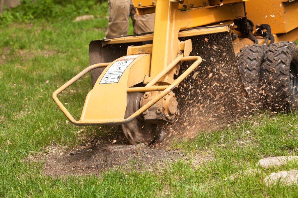Professional stump grinder removing tree stump from residential lawn