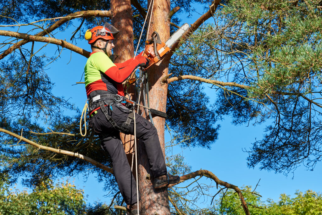 Professional arborist safely removing tree branches with chainsaw and safety gear