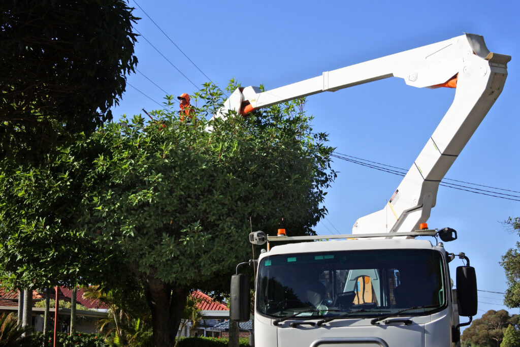 Professional tree removal service with bucket truck in Clovis NM